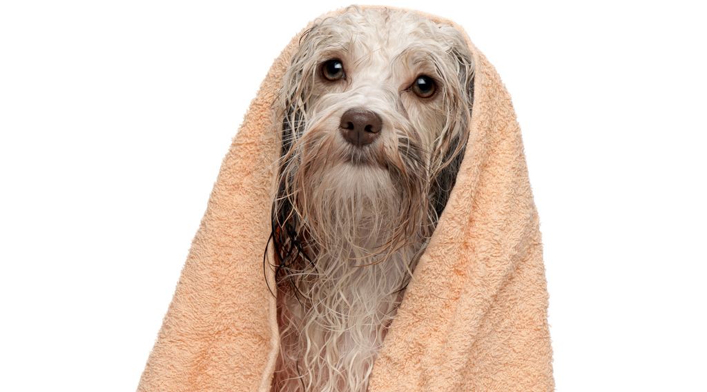 The Essentials of Drying Curly-Coated Dogs: A Guide for Pet Owners and Groomers
