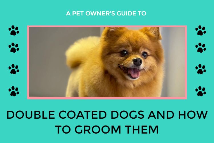 Double coated dogs and how to groom them Wow Grooming