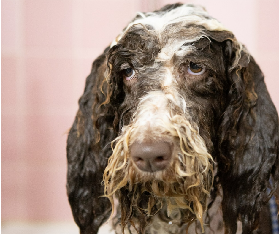 A guide to shampooing your dog