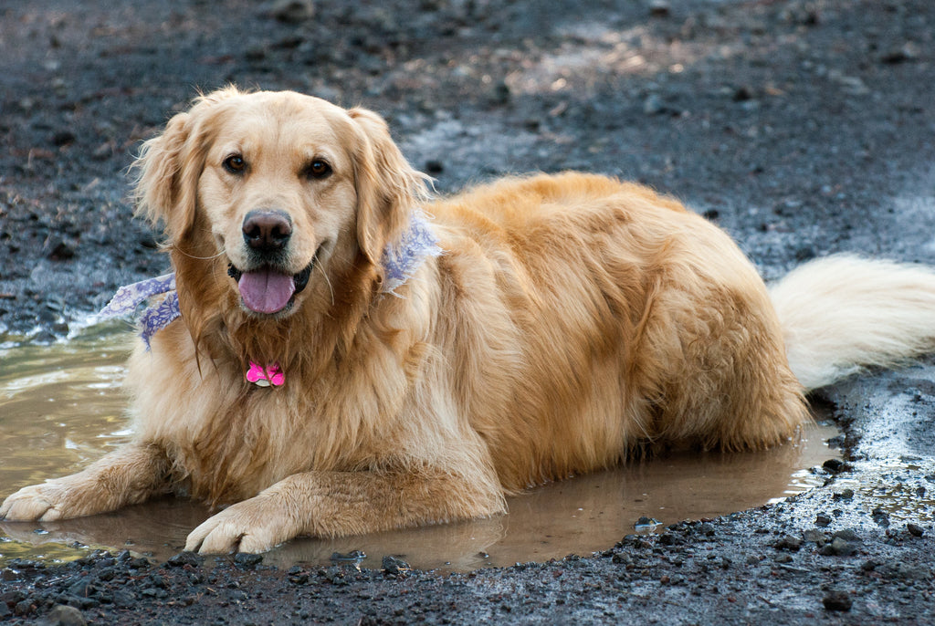 A pet owners guide to bathing your dog at home