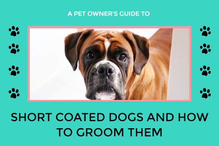 Shorthair dog coats and how to groom them Wow Grooming