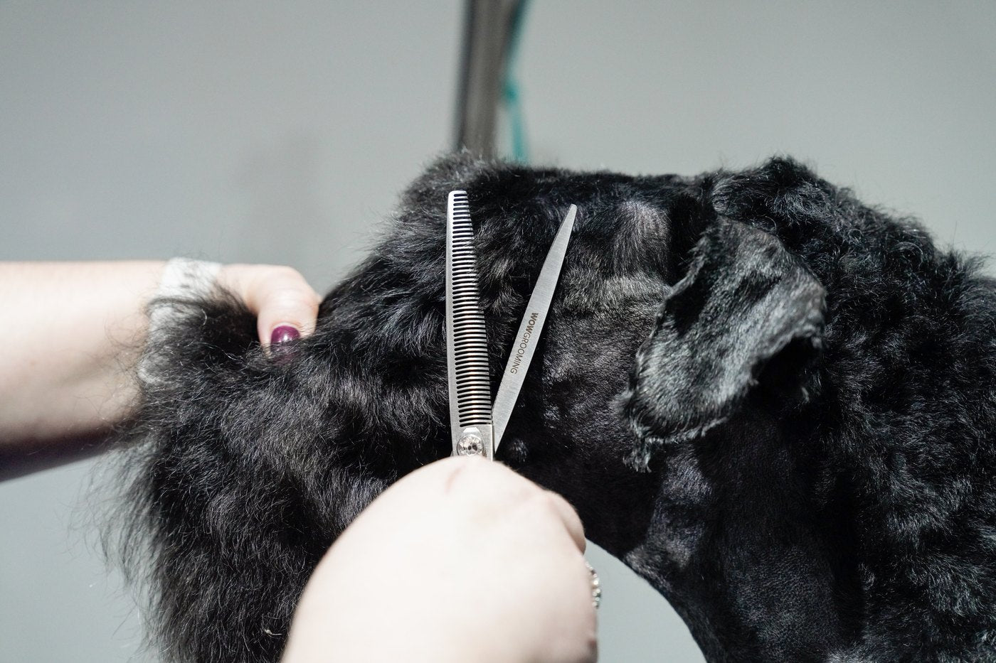 Scissor Workshop for Groomers