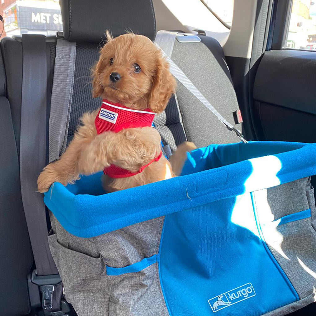 Puppy Grooming – 10 Tips for New Owners and New Groomers