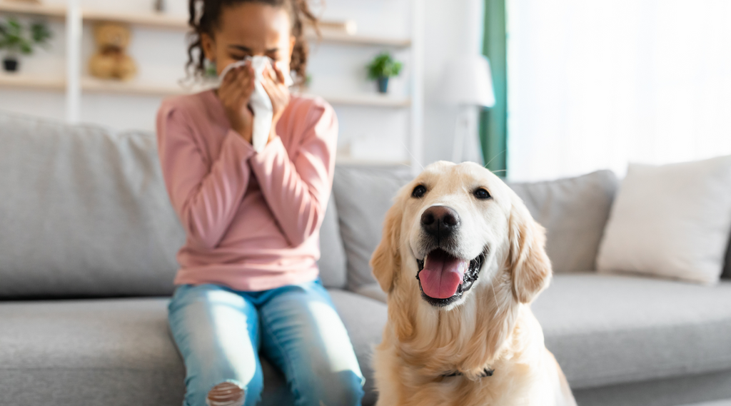Understanding Dog Dander Allergies: Causes, Symptoms, and Solutions