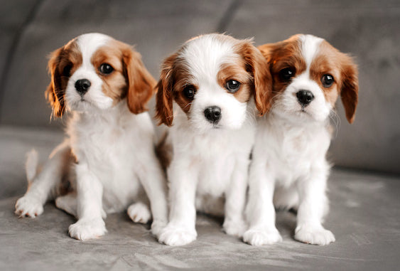🐶 Bringing a Dog Home – Costs, Coats & Care