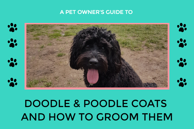Doodle and Poodle coats and how to groom them