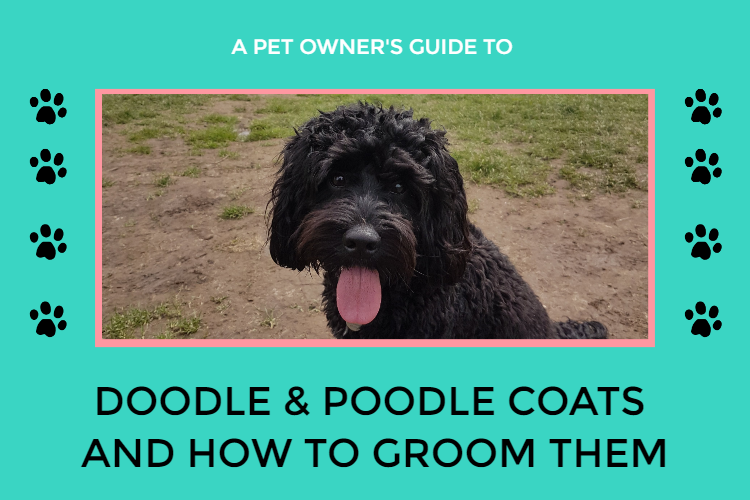 Poodle hot sale coat type
