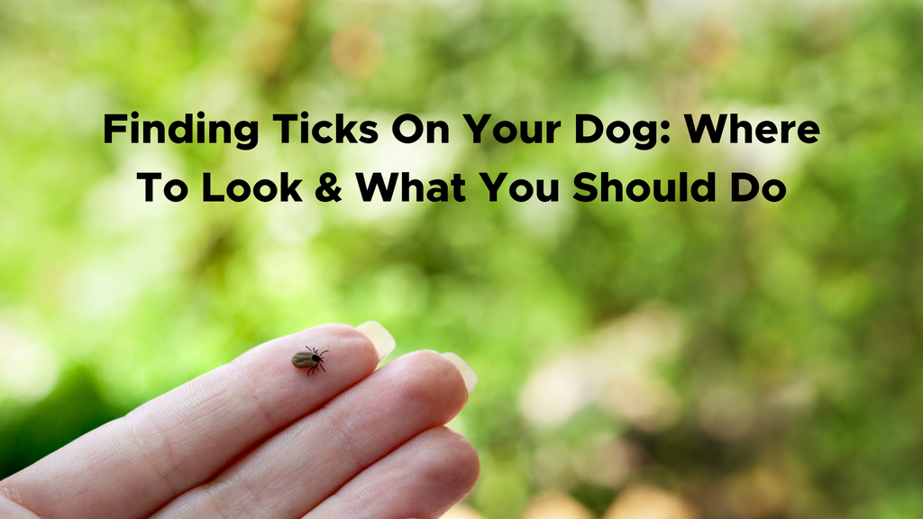 Finding Ticks On Your Dog: Where To Look & What You Should Do