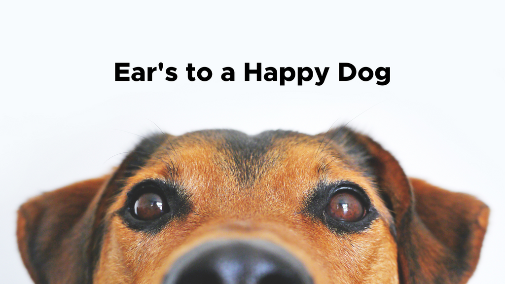 Ear's to a Happy Dog: Why Dog Ear Wash is a Must-Have!