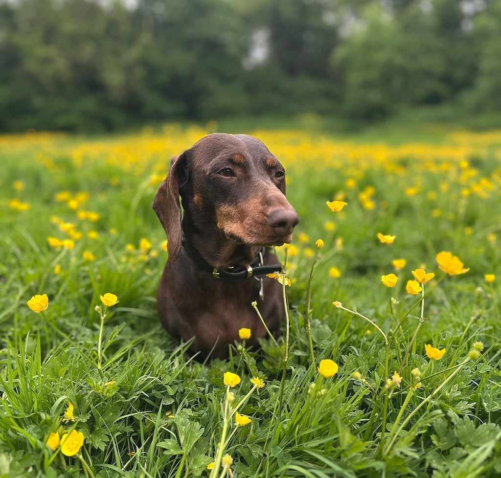 Summer Dog Grooming and Care Advice by Wow Grooming