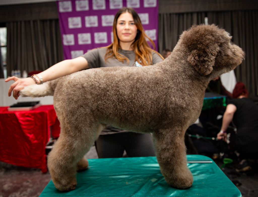 Meet the ambassadors: Georgia Willy - McFluffy's Dog Grooming