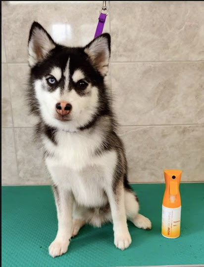 💨The Ultimate Guide to Fast-Drying Dog Grooming: Tips, Tricks, and Products That Work