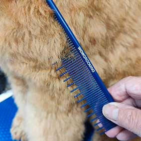 The Importance of Choosing the Right Dog Grooming Comb