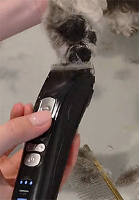 Dog Grooming Trimmers – What Are They For and Do You Still Need Clippers?