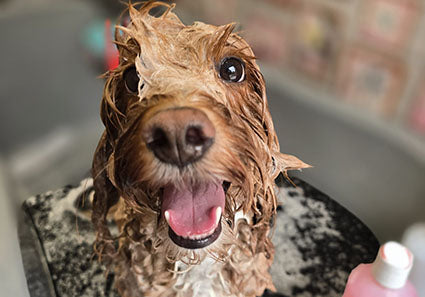Should You Wash a Dog Before or After Clipping?