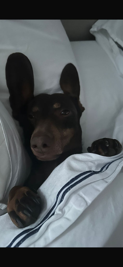 🐶 Why Dogs Are Just the Best: A Light-Hearted Ode to Our Four-Legged Legends
