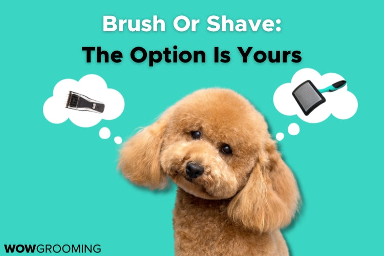 Brush Or Shave: The Option Is Yours