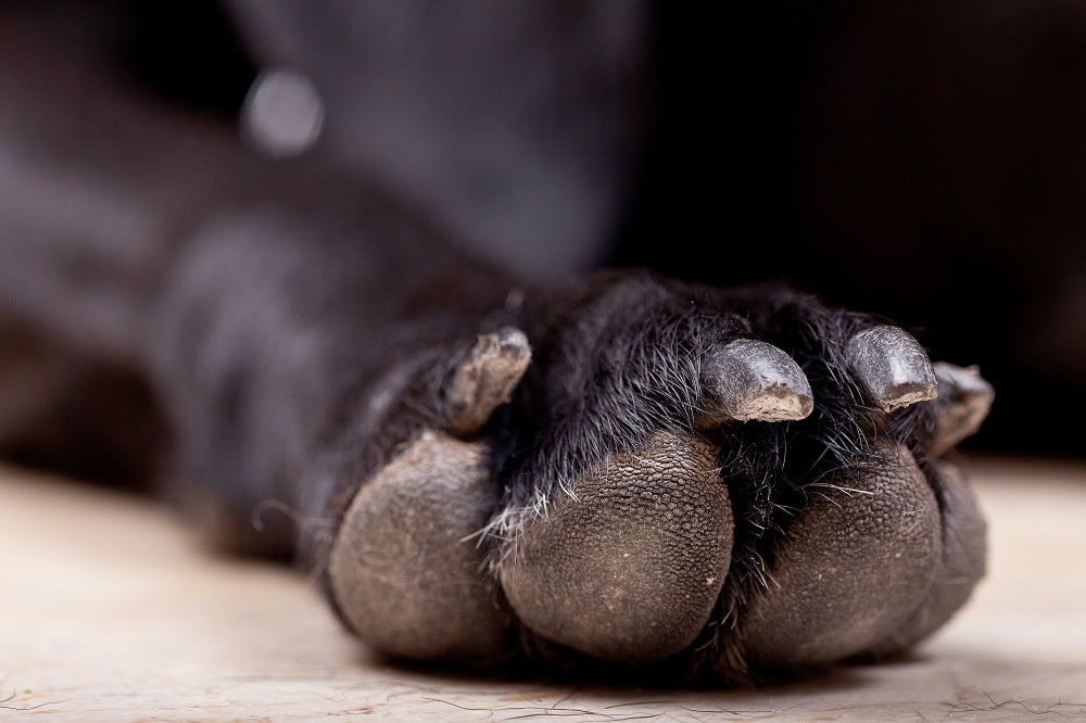 A guide to clipping your dog's nails