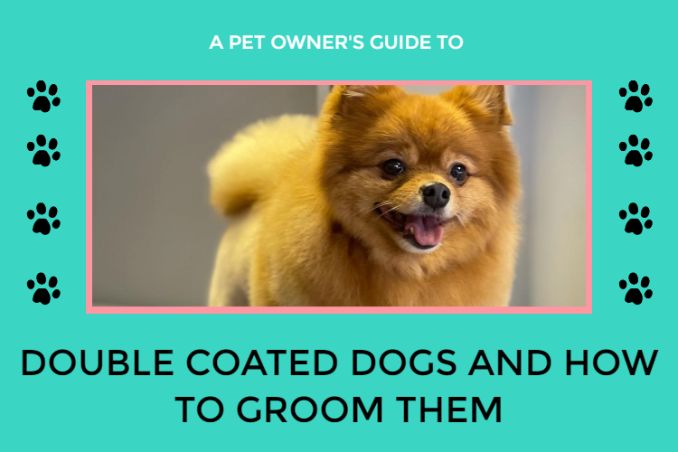 Double coated dogs and how to groom them