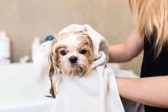Essential Tools for Dog Grooming: What Every Groomer Really Needs – Wow ...