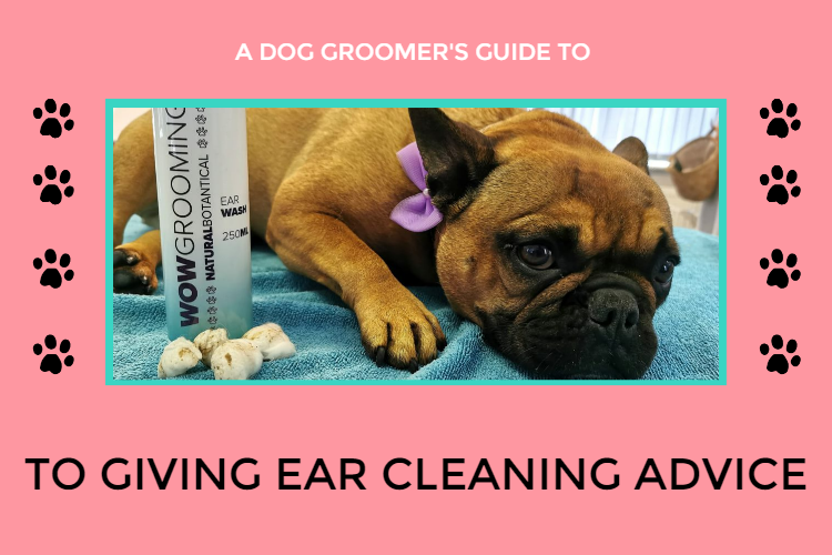 A dog groomer’s guide to giving ear cleaning advice