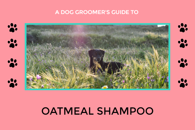 A dog groomer's guide to oatmeal shampoo