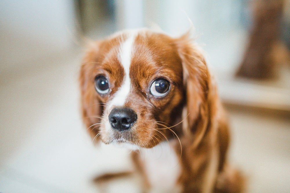A guide to cleaning dogs’ eyes