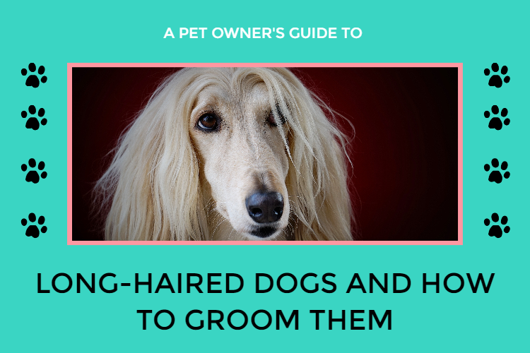 Long-hair dogs and how to groom them
