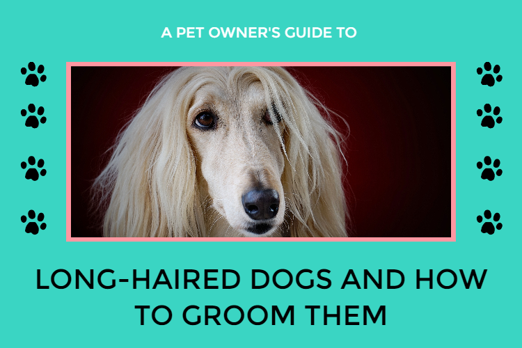 Long hair dog grooming best sale