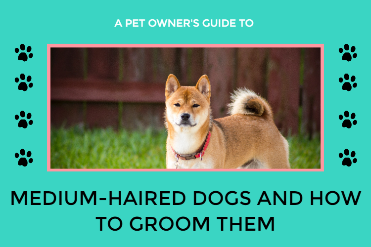 Medium-hair dogs and how to groom them