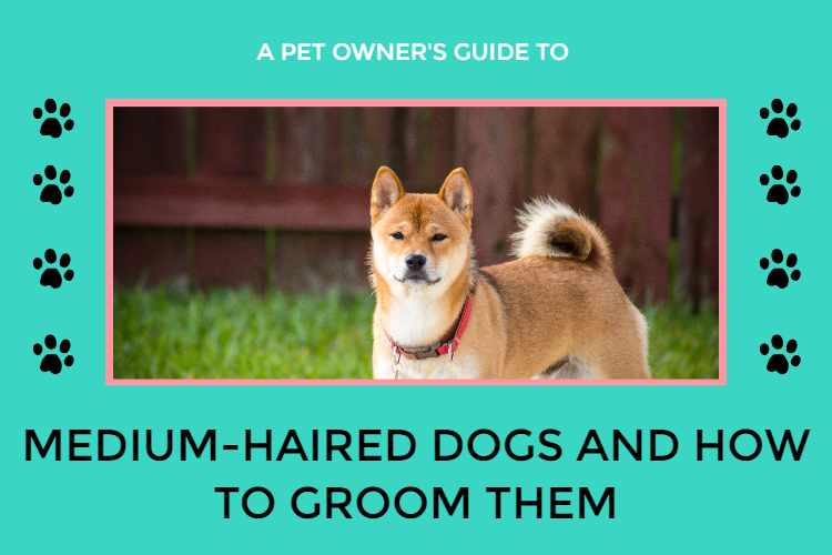 Medium hair dogs and how to groom them Wow Grooming