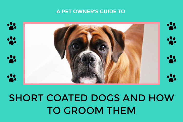 Short-hair dog coats and how to groom them