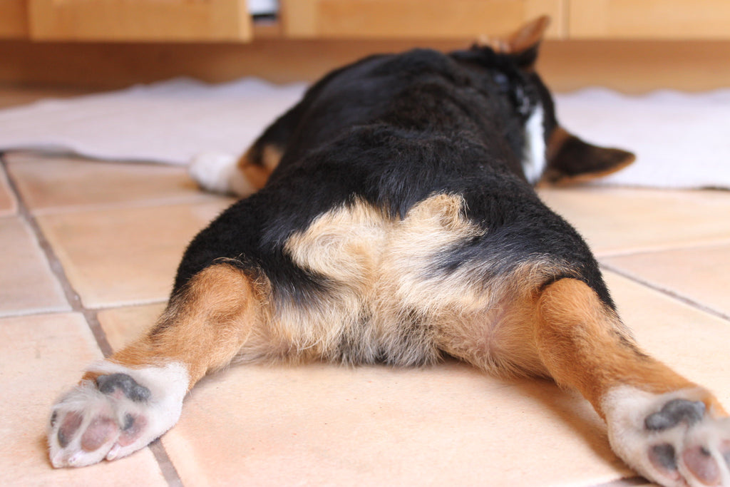 Why does my dog smell?