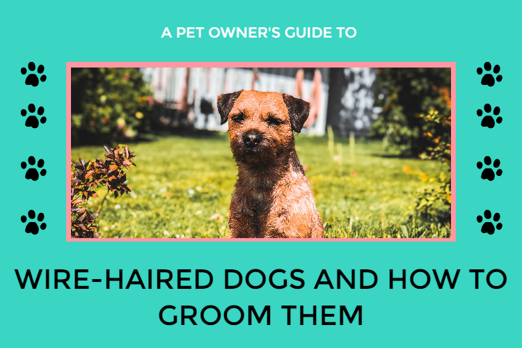 Wire hair dogs and how to groom them