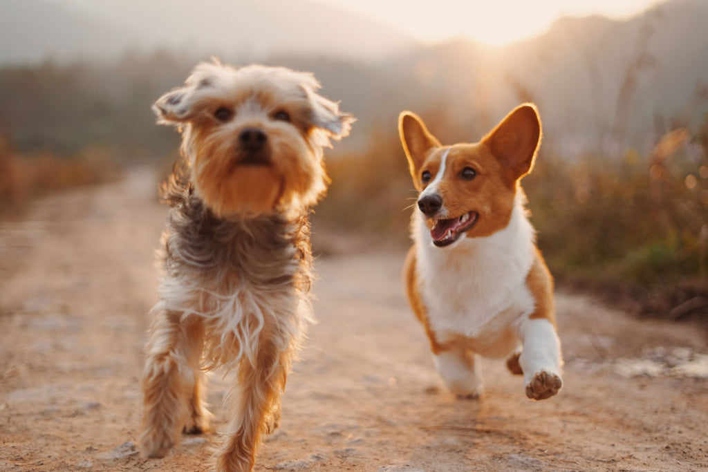 dogs running
