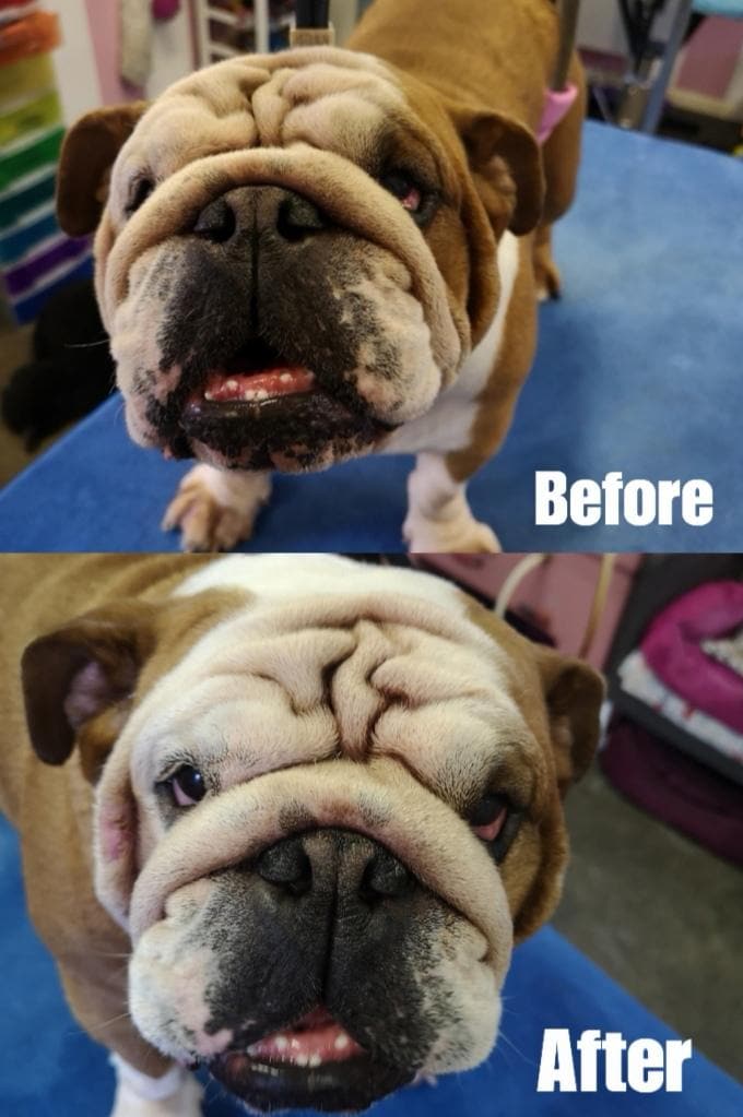 before and after shots of bulldog with cleaned eyes 