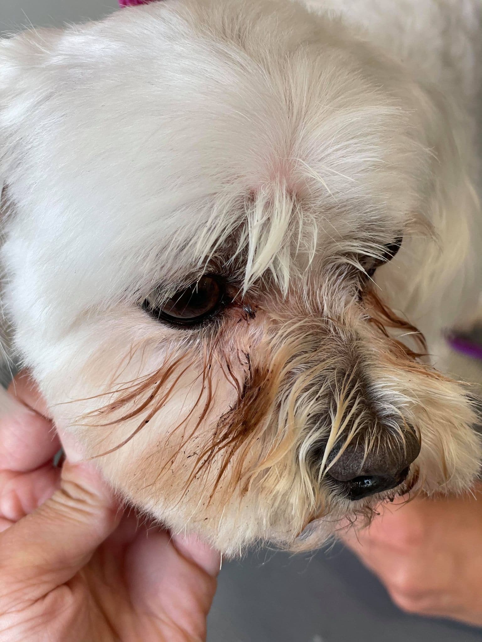 Dog eye cheap comb
